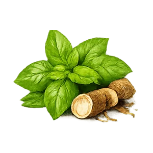 Basil root extract